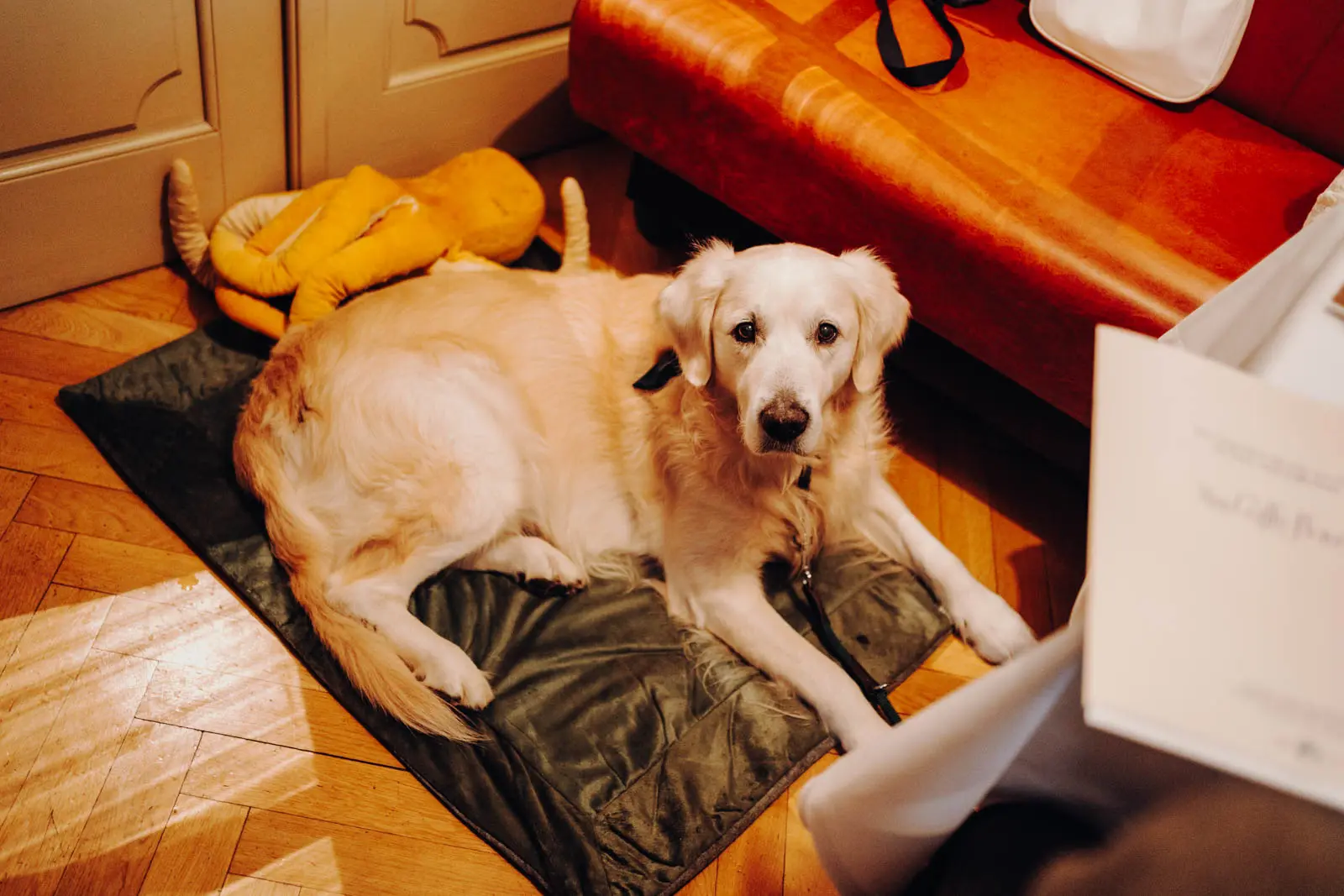 Golden Retriever rastet beim Hochzeitsempfang Weisser Golden Retriever liegt entspannt auf einer Decke beim Hochzeitsempfang und schaut in die Kamera.